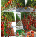 Casas verdes comerciales de invernadero de tomate múltiple